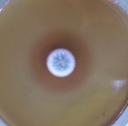 丽江酯化根霉
