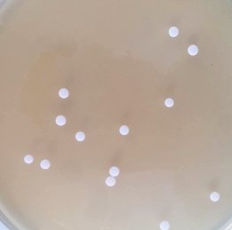 生香酵母活性菌剂