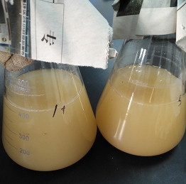 丽江浓缩液体己酸菌